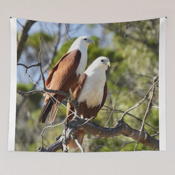 Item preview, Brahiminy Kites sitting side by side  designed and sold by Mark Grimsley.