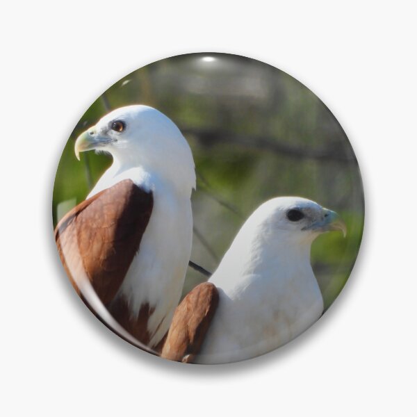 Item preview, Brahminy kite pair looking out for each other   designed and sold by Mark Grimsley.