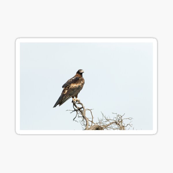 Nullarbor Gifts & Merchandise for Sale | Redbubble