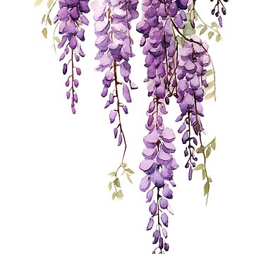 dangling purple wisteria watercolor, cutout Poster for Sale by  EmeraldeaArt