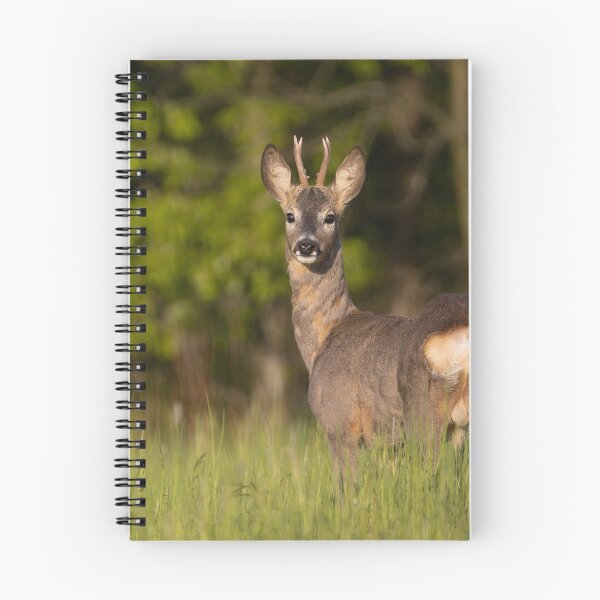 Item preview, Roebuck on the meadow  designed and sold by ART-SUNRISE.