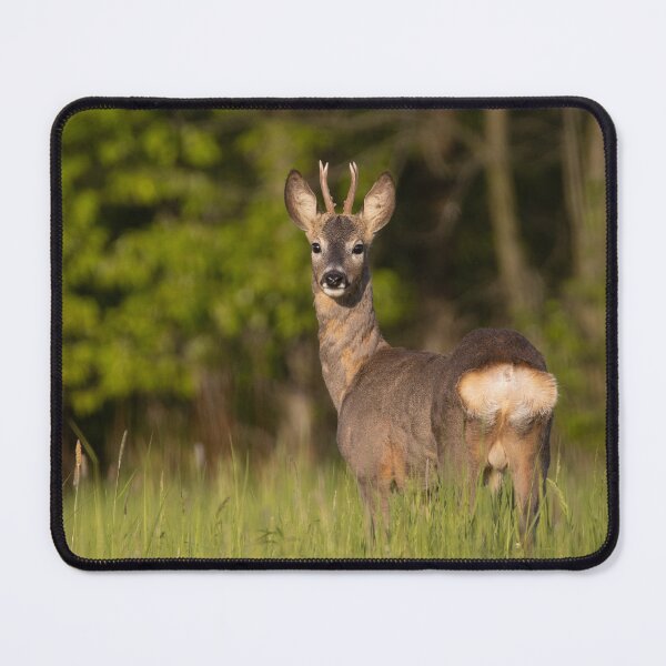 Item preview, Roebuck on the meadow  designed and sold by ART-SUNRISE.