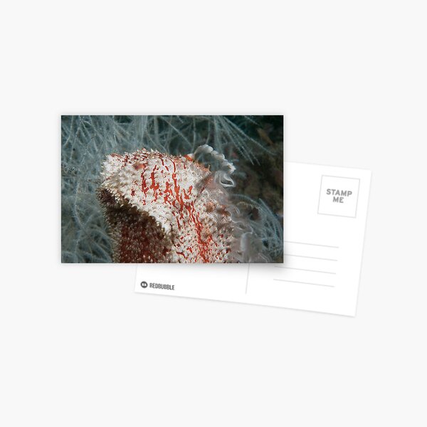 Spawning Sea Cucumber, Kapalai, Malaysia Postcard