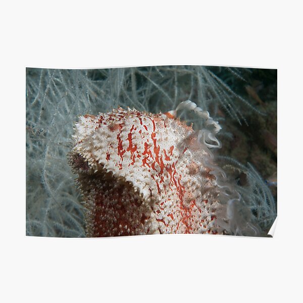 Spawning Sea Cucumber, Kapalai, Malaysia Poster