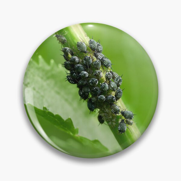 Item preview, Coccidae group designed and sold by Jouko Lehto Photography.