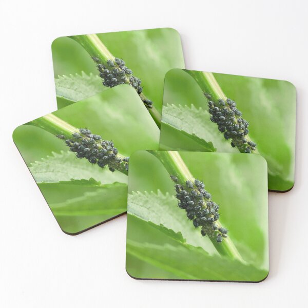 Item preview, Coccidae group designed and sold by Jouko Lehto Photography.
