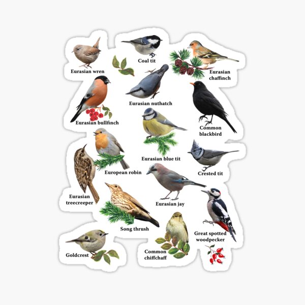 Item preview, 15 amazing bird species designed and sold by Sintija Valucka.