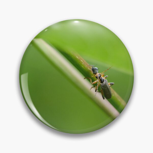 Item preview, Soldier beetle eating a Coccidae designed and sold by Jouko Lehto Photography.