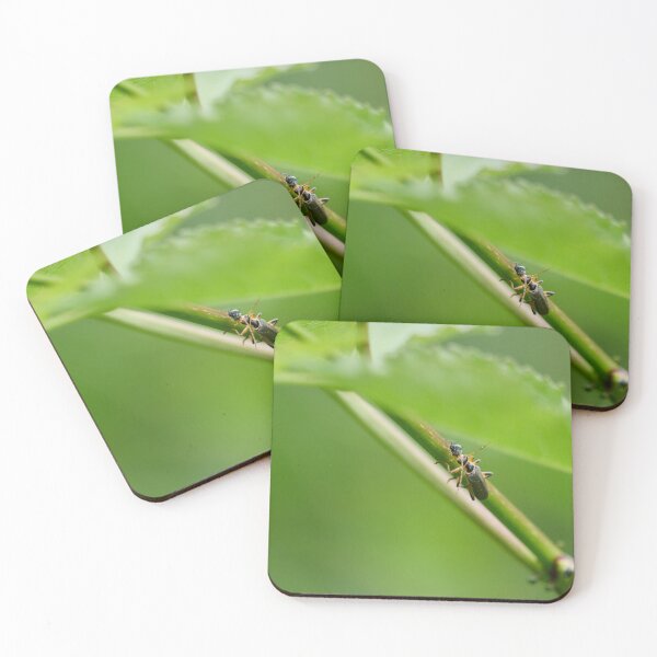 Item preview, Soldier beetle eating a Coccidae designed and sold by Jouko Lehto Photography.