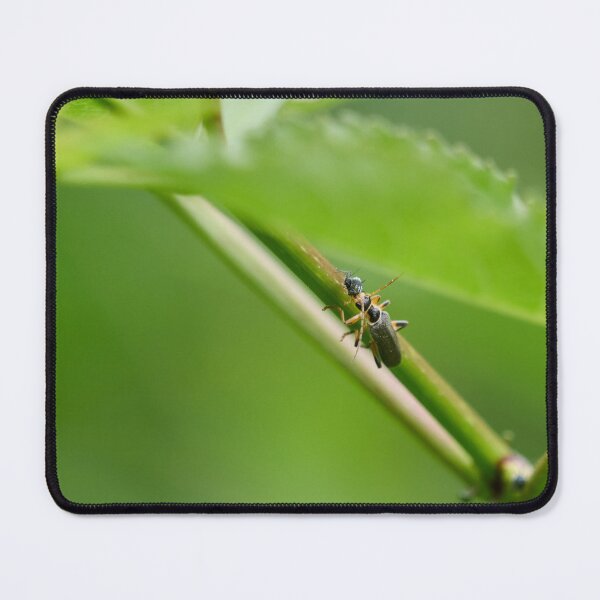 Item preview, Soldier beetle eating a Coccidae designed and sold by Jouko Lehto Photography.