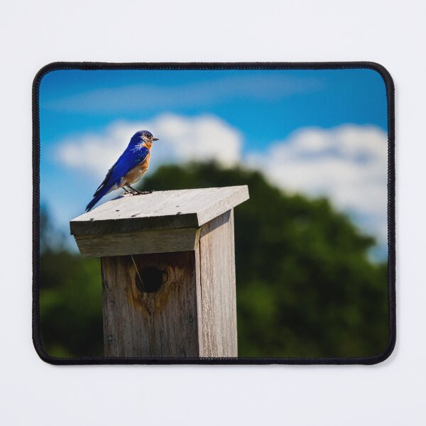 Item preview, Bluebird On Nest Box designed and sold by Robert Alsop.
