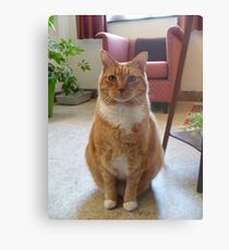 Picture Puurfect Metal Print