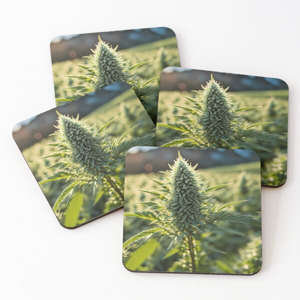 Item preview, Field of Pot Digital Octane Render / Cinema 4d designed and sold by wojysmokes.