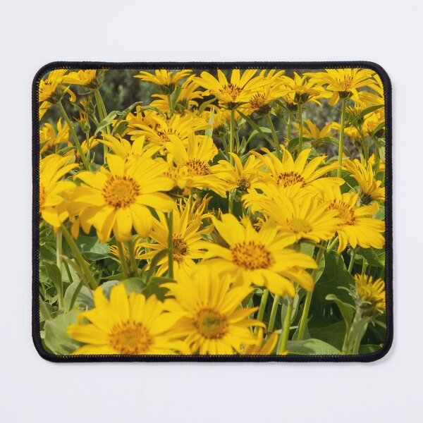 Item preview, False Sunflowers designed and sold by TinyDinoDesigns.