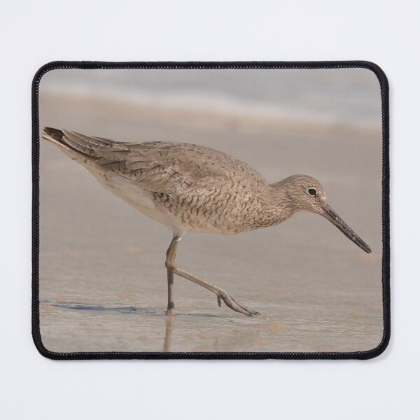 Item preview, Willet looking for food on a Florida beach designed and sold by Birdmanphotos.