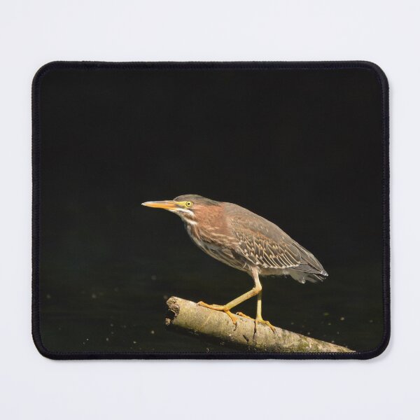 Item preview, Green Heron on a branch with a dark background designed and sold by Birdmanphotos.