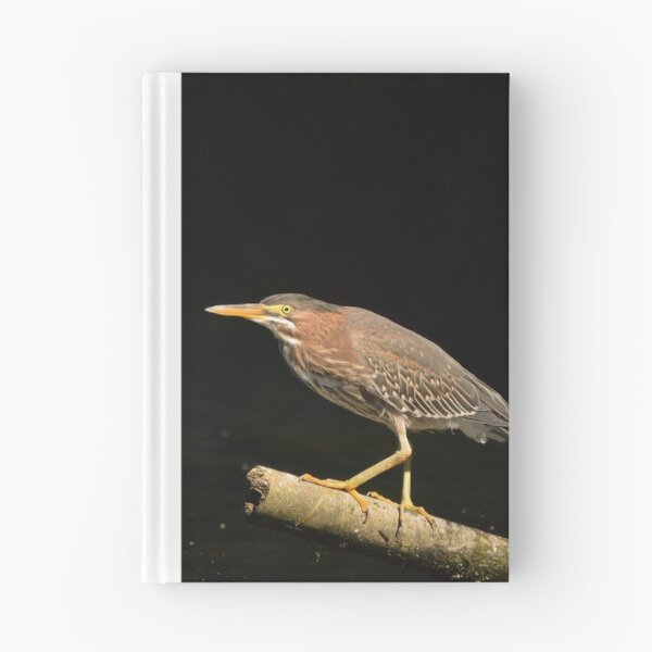 Item preview, Green Heron on a branch with a dark background designed and sold by Birdmanphotos.