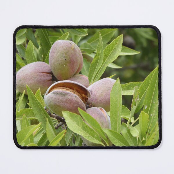 Item preview, Almonds designed and sold by Paul Pasco.