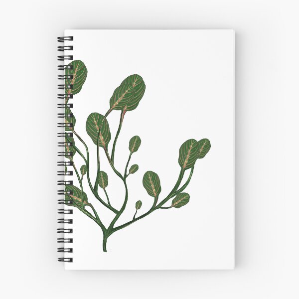 Item preview, Maranta designed and sold by Taidundua.