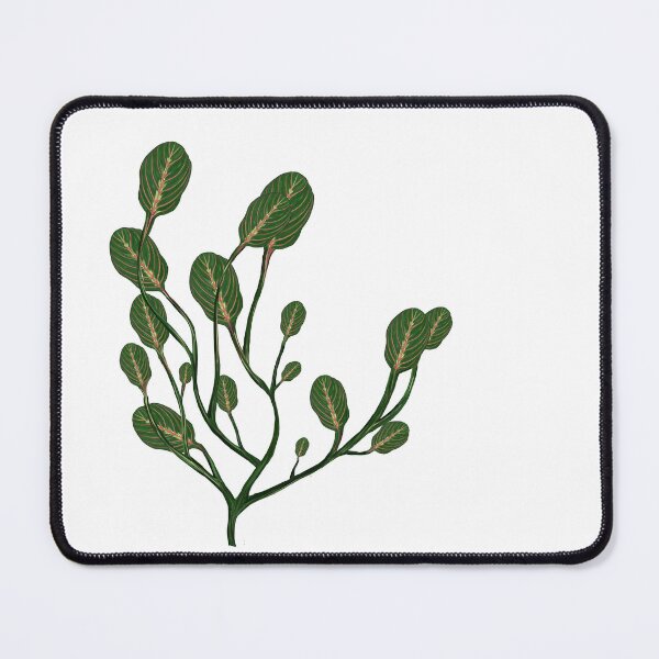 Item preview, Maranta designed and sold by Taidundua.