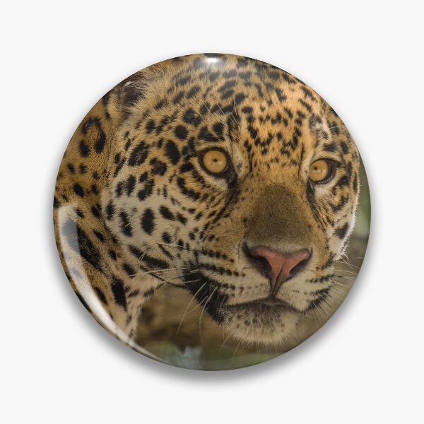 Item preview, Jaguars in Brazil designed and sold by kjewikarn.