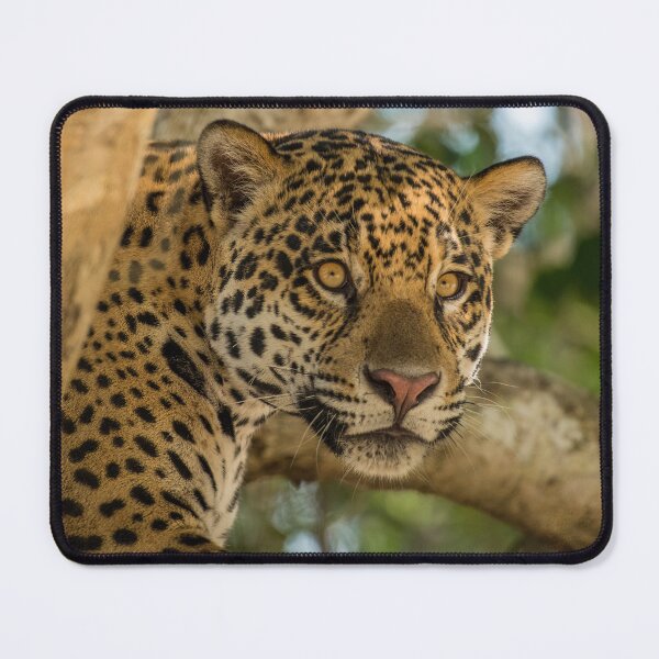 Item preview, Jaguars in Brazil designed and sold by kjewikarn.