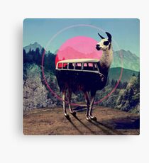 Llama Canvas Print