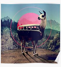 Llama Poster