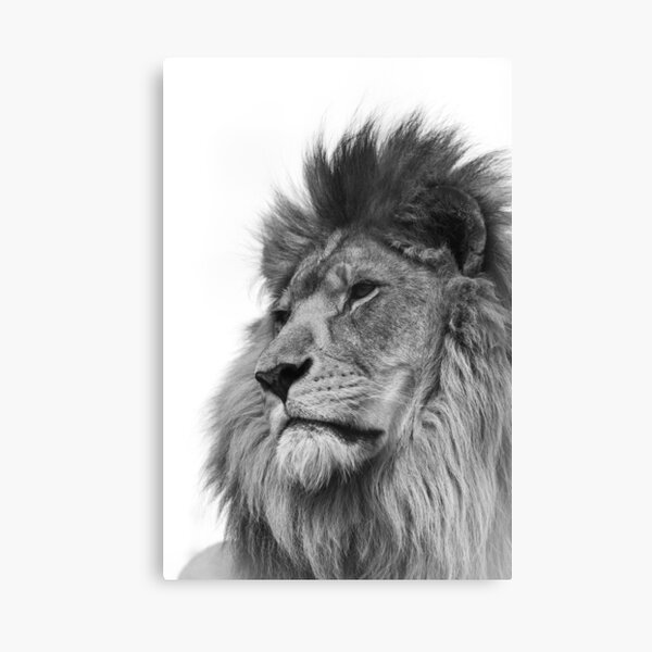 Item preview, African lion 2 Monochrome designed and sold by Rebelkj.