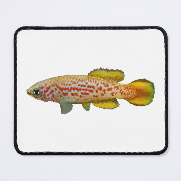 Item preview, Pronothobranchius kiyawensis "GH 06-5 Ada" - Killifish designed and sold by killies.