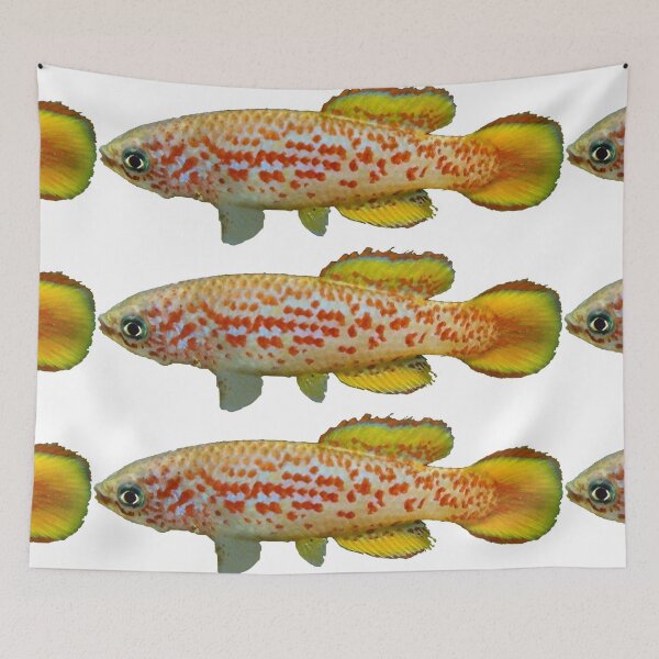 Item preview, Pronothobranchius kiyawensis "GH 06-5 Ada" - Killifish designed and sold by killies.