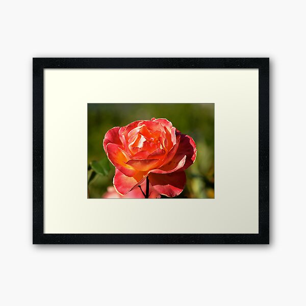 The Rose Framed Art Print