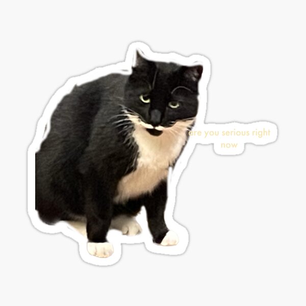 Pack 3 Pcs Sticker - Funny Innocent Cat Face - Cat Meme Sticker