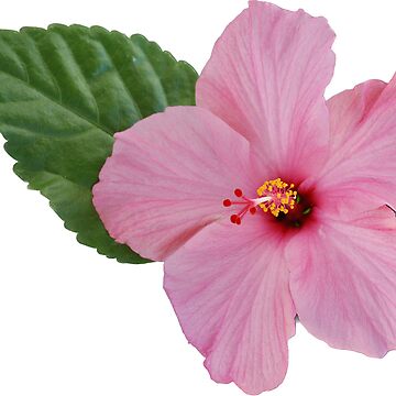 Artwork thumbnail, flower 14 by mystudiocreate