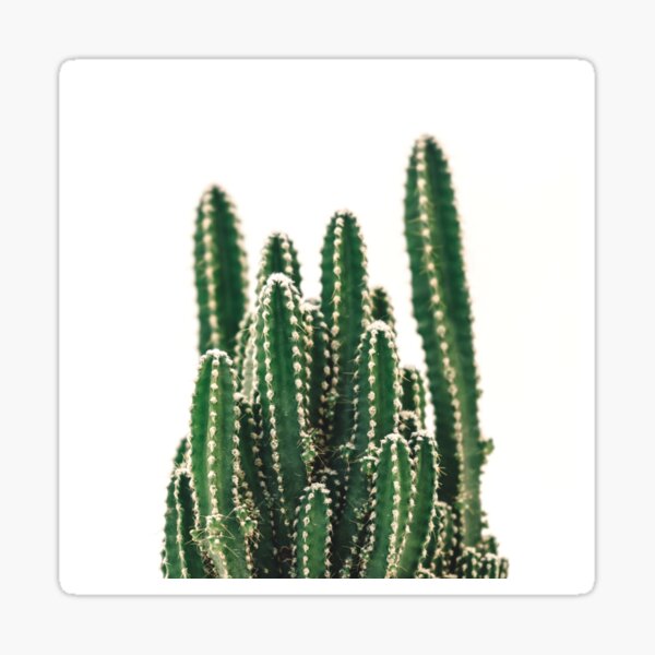 Geschenke und Merchandise zum Thema Kaktusbild | Redbubble