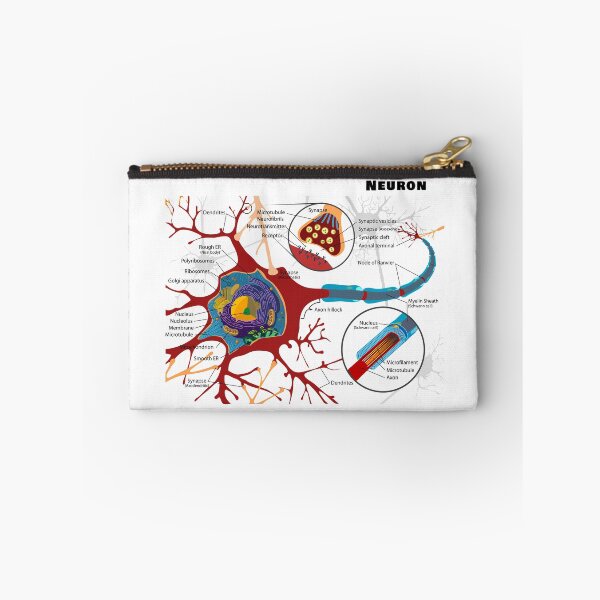 Item preview, Diagram of a Typical Myelinated Vertebrate Motor Neuron designed and sold by allhistory.
