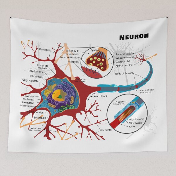 Item preview, Diagram of a Typical Myelinated Vertebrate Motor Neuron designed and sold by allhistory.