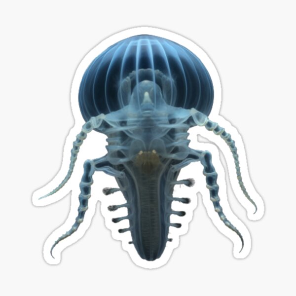 Daphnia Sticker For Sale By Tee Studio Redbubble