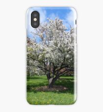 Blooming White Crabapple Tree in Springtime iPhone Case/Skin