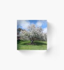 Blooming White Crabapple Tree in Springtime Acrylic Block