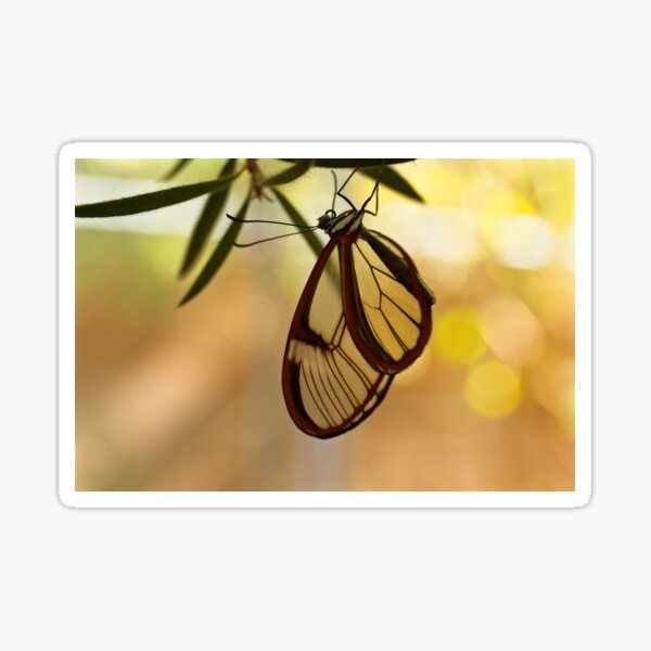 An upside down Costa Rica Clearwing, Greta oto, butterfly on a leaf, Arizona. Sticker