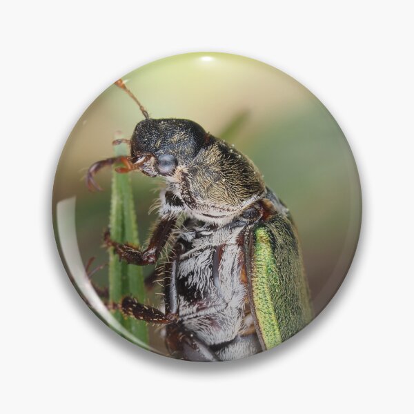 Item preview, Dichelonyx sp. beetle on a blade of grass designed and sold by SDym Photography.