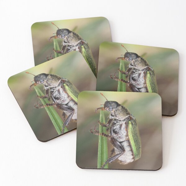 Item preview, Dichelonyx sp. beetle on a blade of grass designed and sold by SDym Photography.