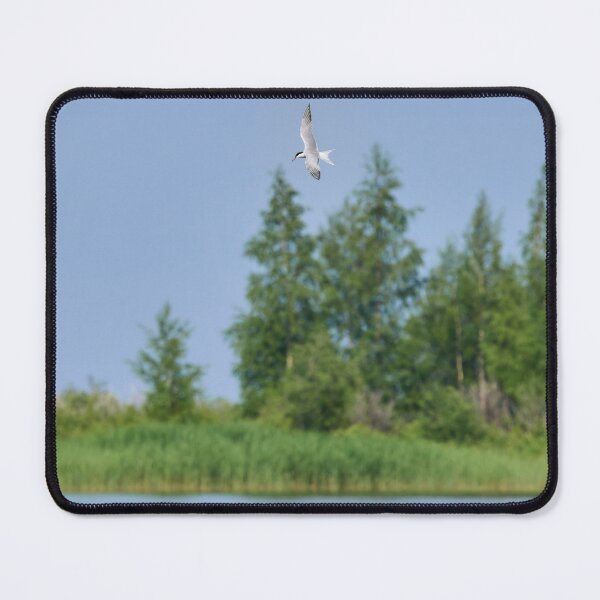 Item preview, Fishing time. Common tern designed and sold by Jouko Lehto Photography.