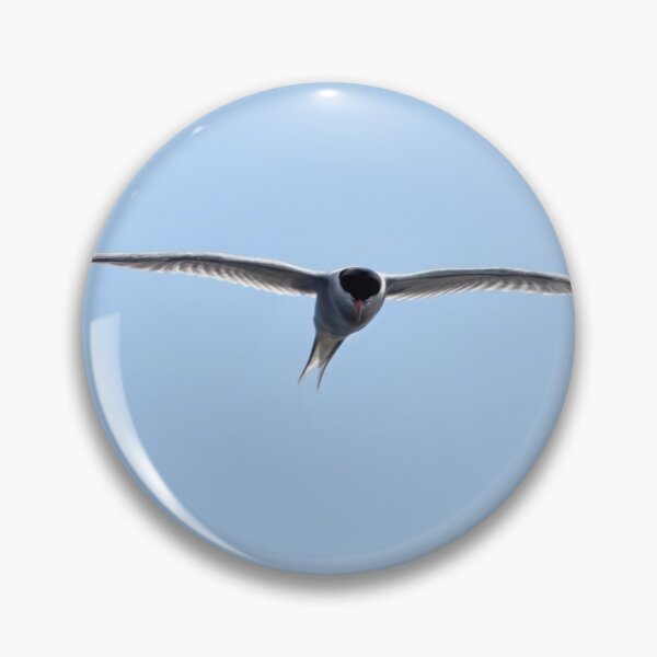Item preview, Common tern open panorama designed and sold by Jouko Lehto Photography.