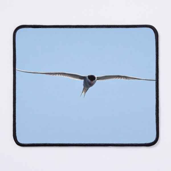 Item preview, Common tern open panorama designed and sold by Jouko Lehto Photography.