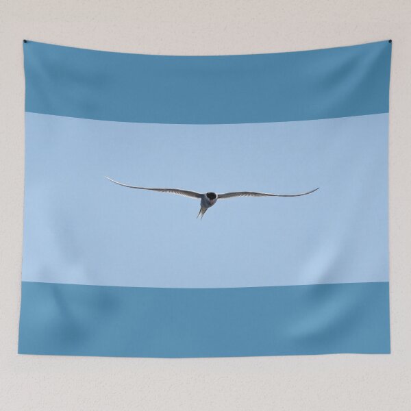 Item preview, Common tern open panorama designed and sold by Jouko Lehto Photography.