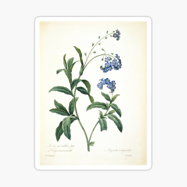 Item preview, Forget-Me-Not Myosotis sylvatica (C011/2835) designed and sold by SciencePhoto.