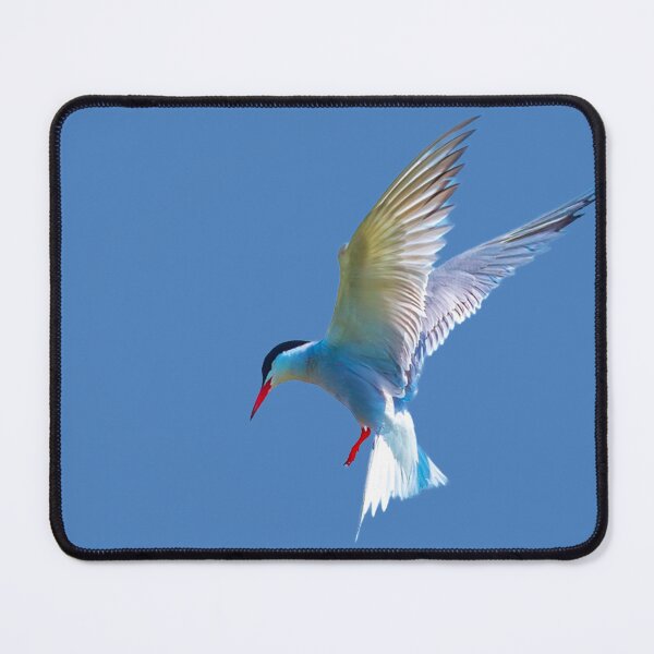Item preview, Hovering Common Tern designed and sold by Dalyndigital Photography.