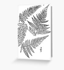 Botanical Scientific Illustration Black and White Fern Greeting Card